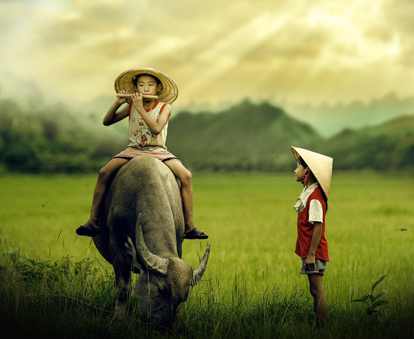Tân Bồi, xem chim, giấy khen