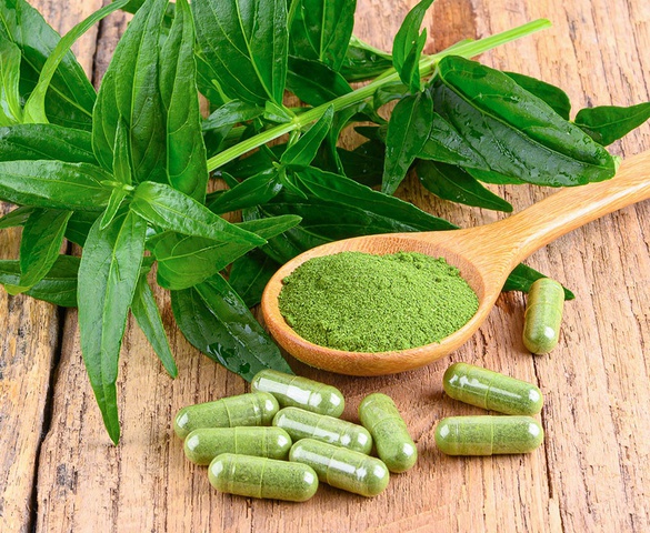 Cây thuốc xuyên tâm liên