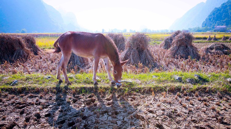 Photo Travel: Bầy la trên những thửa ruộng biên viễn Cao Bằng