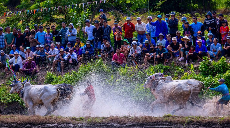 Photo Travel: Đua bò chùa Rô, khi ruộng đồng hóa đường đua sôi động