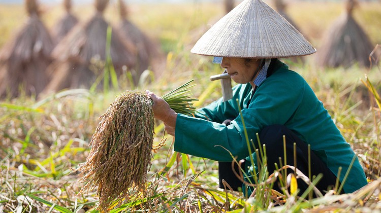 Photo Travel: Mùa thu hoạch nếp ong miền biên viễn